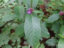 Neuracanthus sphaerostachyus leaf3.jpg